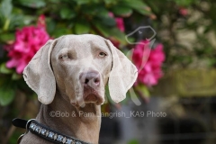 Weimaraner