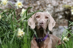 Weimaraner