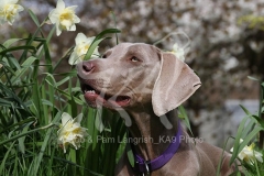 Weimaraner