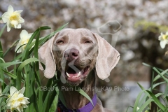 Weimaraner