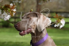 Weimaraner