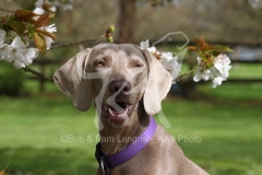 Weimaraner