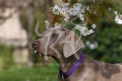 Weimaraner