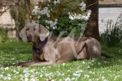Weimaraner