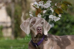Weimaraner