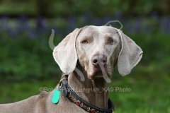 Weimaraner