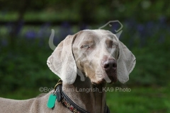 Weimaraner
