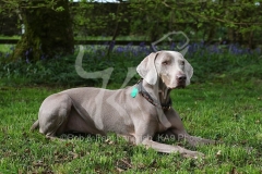 Weimaraner