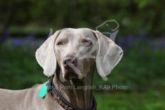 Weimaraner