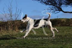 Welsh Hound