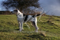 Welsh Hound
