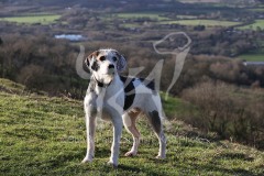 Welsh Hound