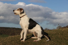 Welsh Hound