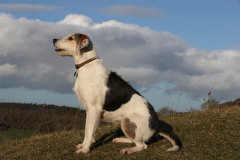 Welsh Hound