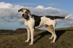 Welsh Hound