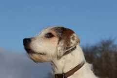 Welsh Hound