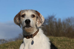 Welsh Hound