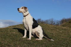 Welsh Hound