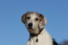 Welsh Hound