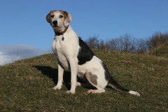 Welsh Hound