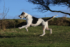 Welsh Hound