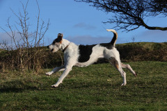 Welsh Hound