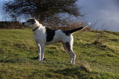 Welsh Hound