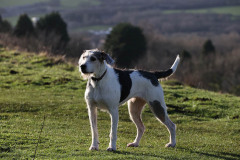 Welsh Hound