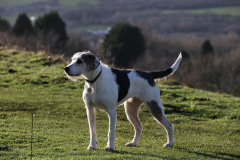 Welsh Hound