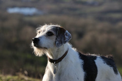 Welsh Hound