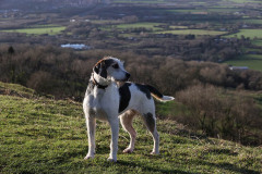 Welsh Hound