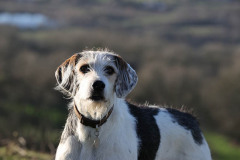 Welsh Hound