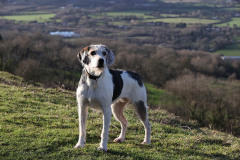 Welsh Hound