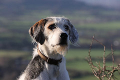 Welsh Hound