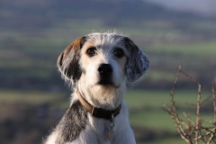 Welsh Hound