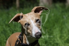Whippet