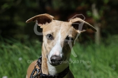 Whippet