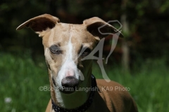 Whippet