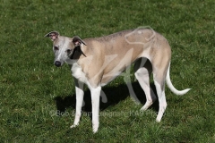 Whippet