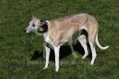 Whippet