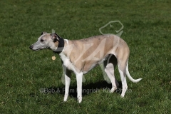 Whippet