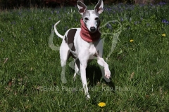 Whippet