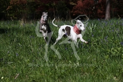 Whippet
