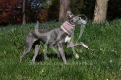 Whippet