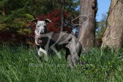 Whippet