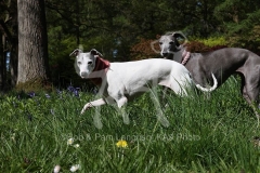 Whippet