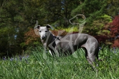 Whippet