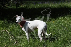 Whippet