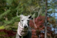 Whippet