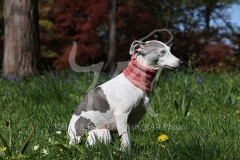 Whippet